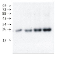 Lhcb3 | LHCII type III chlorophyll a/b-binding protein in the group Antibodies Plant/Algal / Photosynthesis / LHC at Agrisera AB (Antibodies for research) (AS01 002)